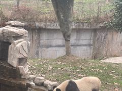 -中国大熊猫保护研究中心雅安碧峰峡基地