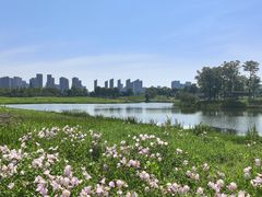 -洋湖国家湿地公园