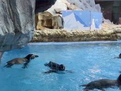 -帝企鹅自助餐厅•儿童岛•真企鹅(长隆企鹅酒店)