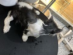 -momokira米努特·德文卷毛猫·棉花面纱犬