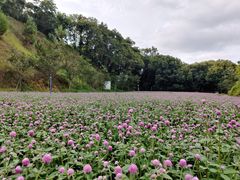 -广州市流溪河国家森林公园