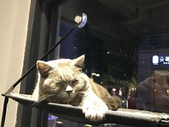 -吉丁鸟咖·异宠·寄养