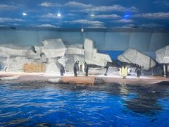 -海合安武汉极地海洋公园