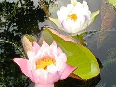 -云溪植物园