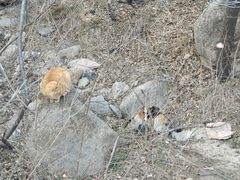 -北京鹫峰国家森林公园