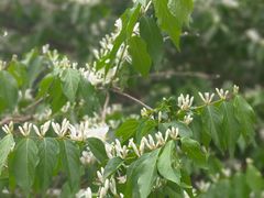 -黑龙江省森林植物园