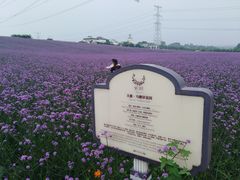 -紫颐香薰山谷景区
