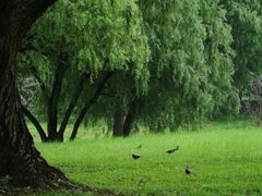 -上海共青森林公园