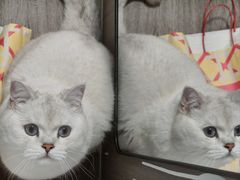 -欣宠猫屋·矮脚拿破仑·蓝金金渐层