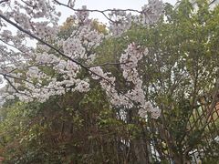 -高东镇樱花园