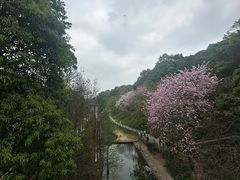 -广州市帽峰山景区