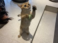 -飞行喵MR PILOT|猫舍·猫咖(静安大融城店)