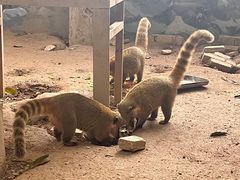-深圳野生动物园