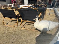 -J Create城市露营咖啡·简餐·宠物(上海动物园店)