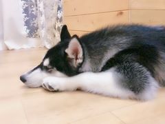 -Husky Go! 哈士奇体验馆·宠物咖啡厅狗咖