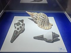 -贝壳王国博物馆