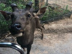 -清迈夜间动物园