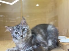 -袖虎猫馆(十亩地店)