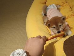 -逗柴咖啡屋·狗咖猫咖宠物桌游