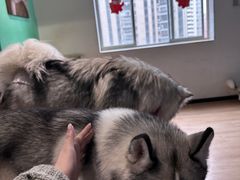 -Husky Go! 哈士奇体验馆·宠物咖啡厅狗咖