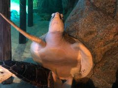 -暹罗海洋世界