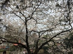 -武汉大学-樱园