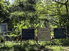 -海南霸王岭国家森林公园