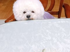 -安安宠医·安宠宠物医院