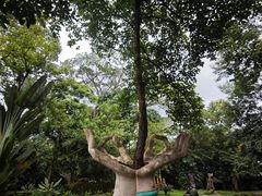 -瑞丽独树成林风景区