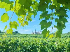 -北京张裕爱斐堡酒庄