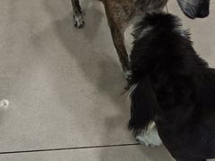 -佳雯宠物医院·皮肤科·内外科(春晓路分院)