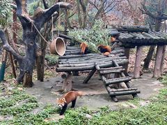 -都江堰中华大熊猫苑