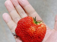 -建德果蔬乐园绪塘草莓基地