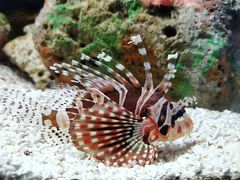 -上海海洋水族馆