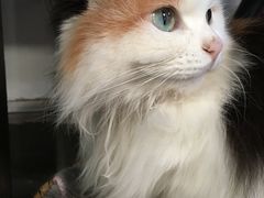 -Anne猫窝咖啡屋