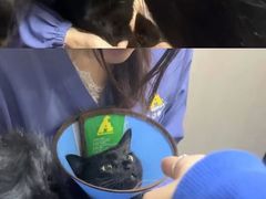 -半岛宠物医院24小时(西派城店)