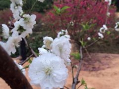 iphone_upload_pic-南国桃园旅游度假区