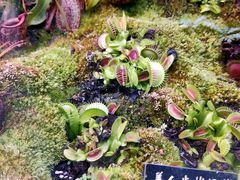 -中国科学院西双版纳热带植物园