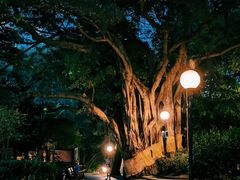 -九龙公园