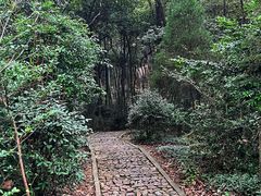 -上海佘山国家森林公园天马山园