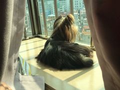 -创凡宠物医院·骨专科  猫科中心(西乡分院)