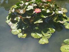 -柳侯公园
