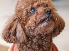 -安安宠医·臻爱宠物医院(簇锦北路分院)