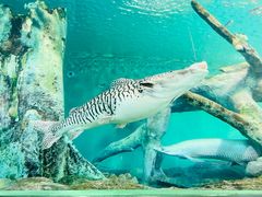 -上海海洋水族馆