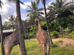 -海南热带野生动植物园