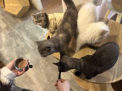 -楼上猫咖(罗湖店)