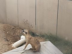 -合肥野生动物园