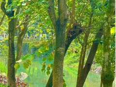 -广州白江湖森林公园