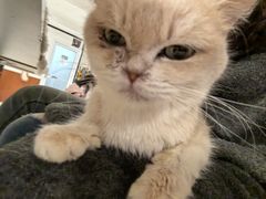 -滚猫咖啡·猫咖·猫友好撸猫(未来城店)