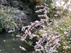 -羊山湖公园
